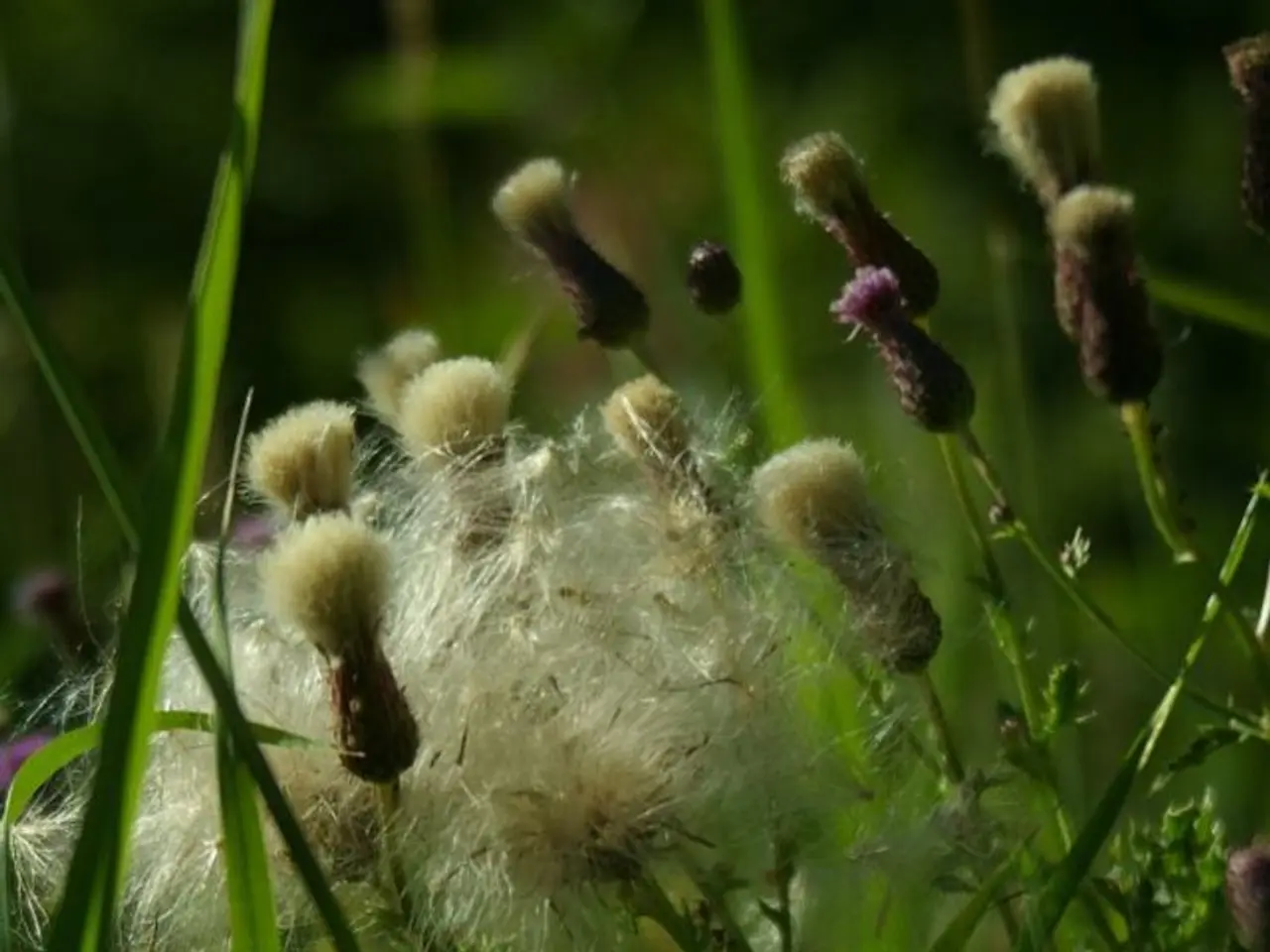 Maryland's USDA Growing Zones: A Map Outlining Plant Hardiness Regions in Maryland