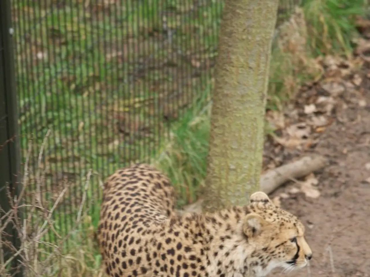 Appalachian Broom Tradition Revived by Rural Business Owner Cynthia Main