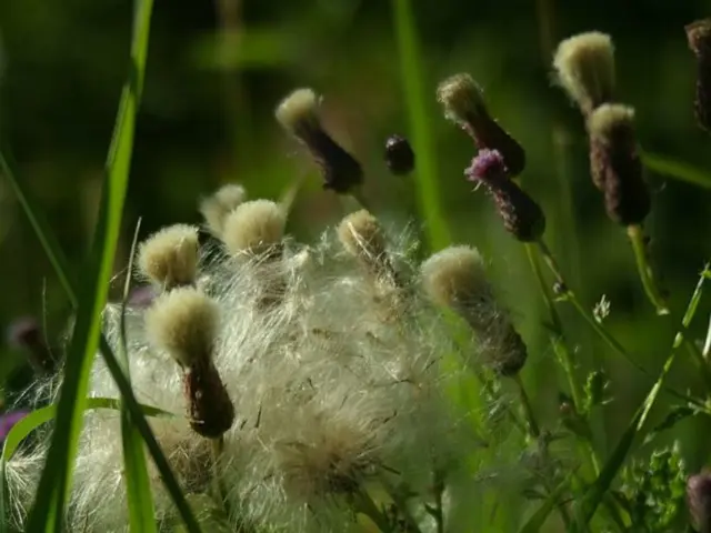 Maryland's USDA Growing Zones: A Map Outlining Plant Hardiness Regions in Maryland