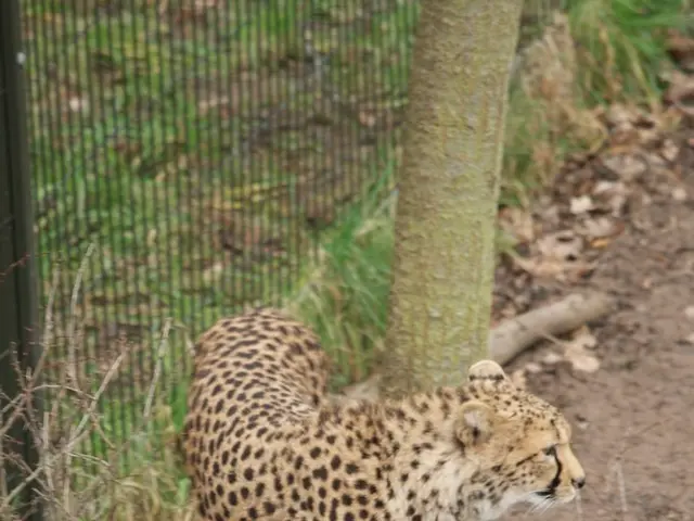 Appalachian Broom Tradition Revived by Rural Business Owner Cynthia Main